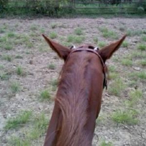 Meet your Posher, Roberta